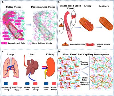 Vascular reconstruction of the decellularized biomatrix for whole-organ engineering—a critical perspective and future strategies